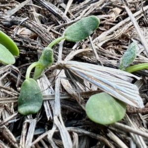 Hednota species near grammellus at Aranda, ACT - 30 Mar 2023 04:25 PM