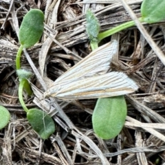 Hednota species near grammellus at Aranda, ACT - 30 Mar 2023 04:25 PM