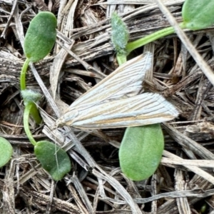 Hednota species near grammellus at Aranda, ACT - 30 Mar 2023 04:25 PM