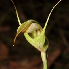 Diplodium reflexum (Dainty Greenhood) at Mount Jerrabomberra - 1 Mar 2023 by aussiestuff