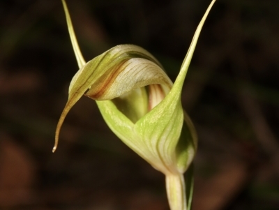 Diplodium reflexum (Dainty Greenhood) at Jerrabomberra, NSW - 1 Mar 2023 by aussiestuff