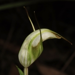 Diplodium reflexum at Jerrabomberra, NSW - 1 Mar 2023