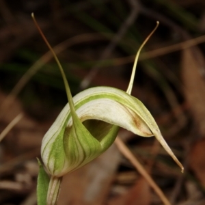 Diplodium reflexum at Jerrabomberra, NSW - 1 Mar 2023