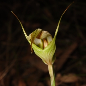 Diplodium reflexum at Jerrabomberra, NSW - suppressed