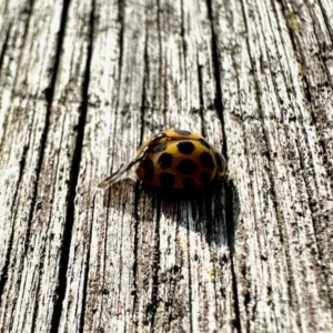 Harmonia conformis at Aranda, ACT - 30 Mar 2023