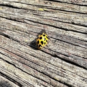 Harmonia conformis at Aranda, ACT - 30 Mar 2023