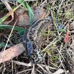 Limax maximus (Leopard Slug, Great Grey Slug) at Aranda, ACT - 30 Mar 2023 by KMcCue