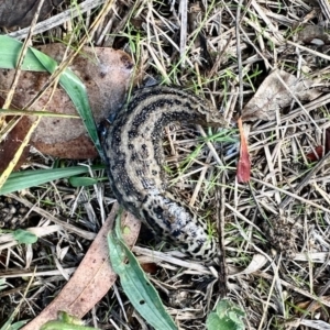 Limax maximus at Aranda, ACT - 30 Mar 2023 04:45 PM