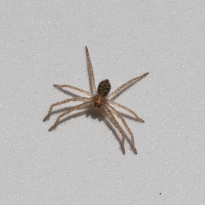 Sparassidae (family) (A Huntsman Spider) at Paddys River, ACT - 30 Mar 2023 by RodDeb