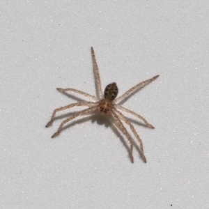 Sparassidae (family) at Paddys River, ACT - 30 Mar 2023 12:20 PM