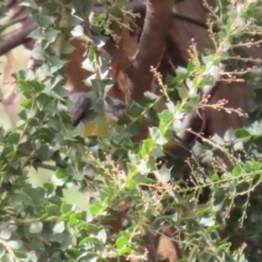 Eopsaltria australis (Eastern Yellow Robin) at Kambah Pool - 30 Mar 2023 by RodDeb