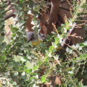 Eopsaltria australis at Paddys River, ACT - 30 Mar 2023