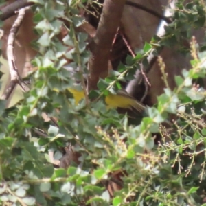 Eopsaltria australis at Paddys River, ACT - 30 Mar 2023