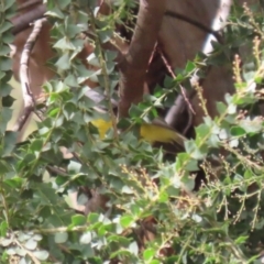 Eopsaltria australis at Paddys River, ACT - 30 Mar 2023