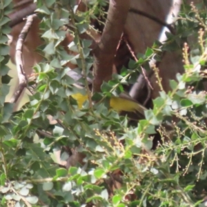 Eopsaltria australis at Paddys River, ACT - 30 Mar 2023 12:25 PM