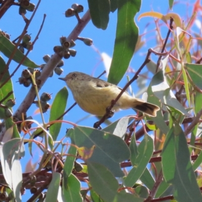 Acanthiza reguloides (Buff-rumped Thornbill) at Paddys River, ACT - 30 Mar 2023 by RodDeb