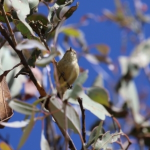 Acanthiza reguloides at Paddys River, ACT - 30 Mar 2023