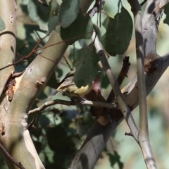 Acanthiza reguloides at Paddys River, ACT - 30 Mar 2023 01:12 PM