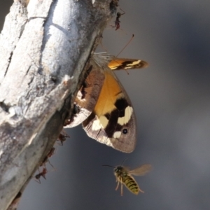 Heteronympha merope at Paddys River, ACT - 30 Mar 2023