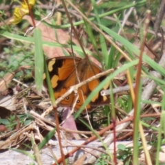 Heteronympha merope at Paddys River, ACT - 30 Mar 2023