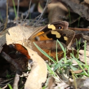 Heteronympha merope at Paddys River, ACT - 30 Mar 2023