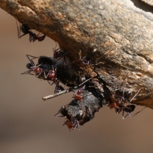 Iridomyrmex purpureus at Paddys River, ACT - 30 Mar 2023