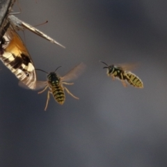 Vespula germanica (German Yellowjacket Wasp (also known as European Wasp)) at Paddys River, ACT - 30 Mar 2023 by RodDeb