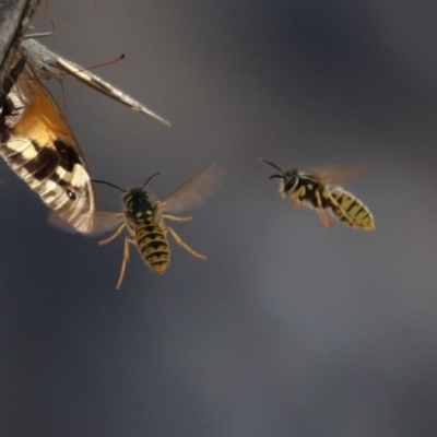 Vespula germanica (German Yellowjacket Wasp (also known as European Wasp)) at Paddys River, ACT - 30 Mar 2023 by RodDeb