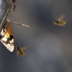 Vespula germanica at Paddys River, ACT - 30 Mar 2023