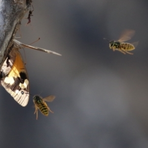 Vespula germanica at Paddys River, ACT - 30 Mar 2023