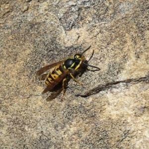 Vespula germanica at Paddys River, ACT - 30 Mar 2023