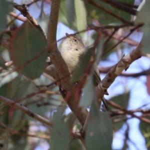 Smicrornis brevirostris at Paddys River, ACT - 30 Mar 2023 01:00 PM