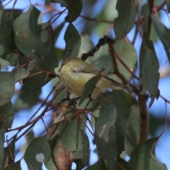 Smicrornis brevirostris at Paddys River, ACT - 30 Mar 2023 01:00 PM