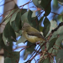 Smicrornis brevirostris at Paddys River, ACT - 30 Mar 2023 01:00 PM