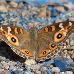 Junonia villida at Paddys River, ACT - 30 Mar 2023 12:54 PM