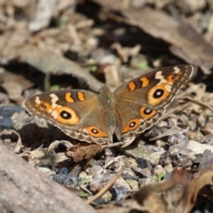 Junonia villida at Paddys River, ACT - 30 Mar 2023