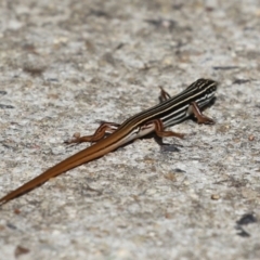 Ctenotus taeniolatus (Copper-tailed Skink) at Paddys River, ACT - 30 Mar 2023 by RodDeb