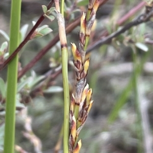 Lepidosperma laterale at Nicholls, ACT - 29 Mar 2023