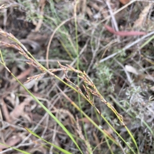 Lepidosperma laterale at Nicholls, ACT - 29 Mar 2023