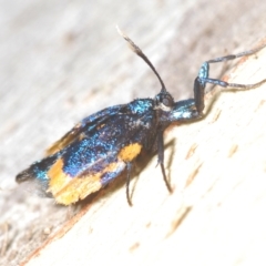 Cebysa leucotelus (Australian Bagmoth) at Stromlo, ACT - 30 Mar 2023 by Harrisi