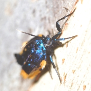 Cebysa leucotelus at Stromlo, ACT - 30 Mar 2023