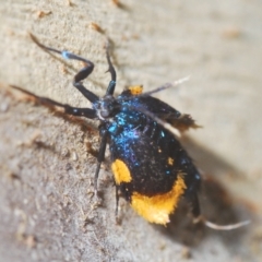 Cebysa leucotelus at Stromlo, ACT - 30 Mar 2023