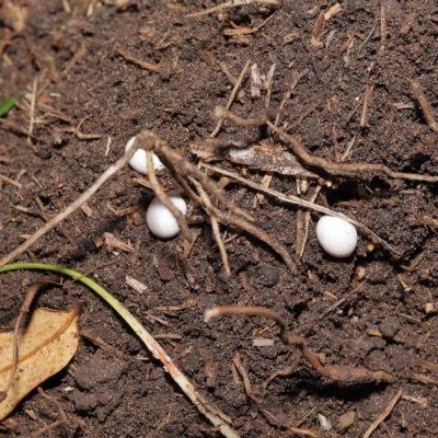 Unidentified Skink at Wellington Point, QLD - 12 Mar 2023 by TimL