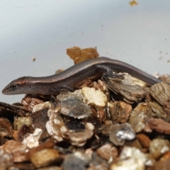 Lampropholis delicata by TimL