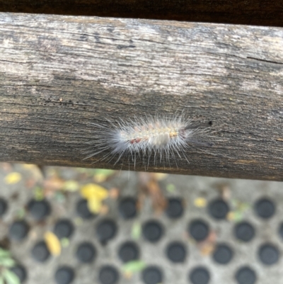Orgyia anartoides (Painted Apple Moth) at ANU Baldessin Precinct - 28 Mar 2023 by JohnGiacon
