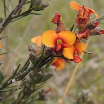 Dillwynia sericea (Egg And Bacon Peas) at Aranda, ACT - 30 Oct 2022 by MichaelBedingfield