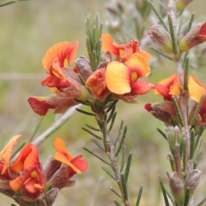 Dillwynia sericea at Aranda, ACT - 30 Oct 2022