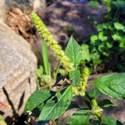 Amaranthus powellii (Powell's Amaranth) at Lyneham, ACT - 31 Mar 2023 by trevorpreston