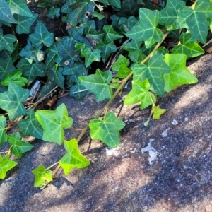 Hedera hibernica at City Renewal Authority Area - 31 Mar 2023 11:34 AM