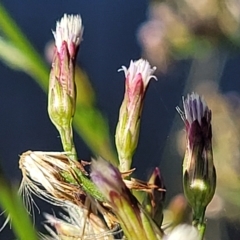 Symphyotrichum subulatum (Wild Aster, Bushy Starwort) at Lyneham, ACT - 31 Mar 2023 by trevorpreston